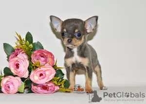 Additional photos: Real diamond. Miniature chihuahua girl.