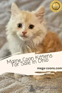 Photo №1. maine coon - for sale in the city of Milton | 2950$ | Announcement № 128344