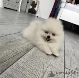 Photo №1. pomeranian - for sale in the city of White church | 440$ | Announcement № 10734