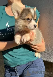 Additional photos: Welsh Corgi Pembroke puppies