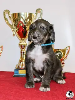 Photo №3. Afghan Hound puppies. Russian Federation