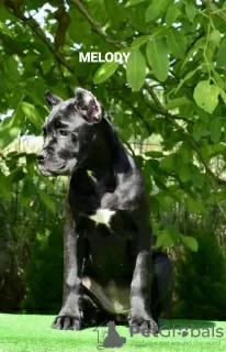 Additional photos: Cane Corso Female