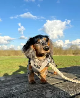 Photo №3. Dachshund. Germany