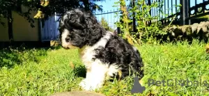 Additional photos: CAVAPOO tricolor puppy