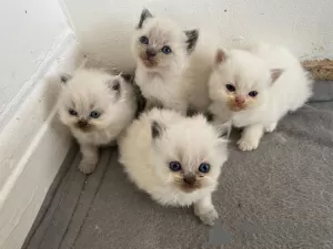 Photo №1. persian cat - for sale in the city of Вершина | 355$ | Announcement № 12160