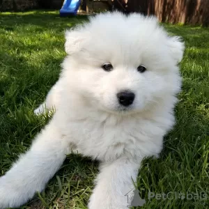 Photo №1. samoyed dog - for sale in the city of Le Lion-d'Angers | Is free | Announcement № 49055