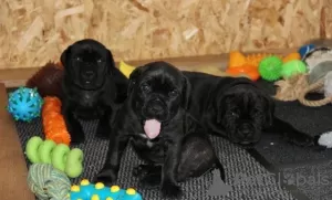 Photo №3. Cane Corso puppies. Lithuania