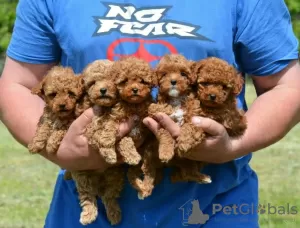 Photo №1. poodle (toy) - for sale in the city of Ljubljana | negotiated | Announcement № 117593