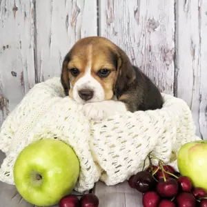 Additional photos: Beagle puppies with documents