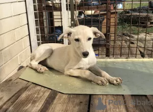 Photo №3. White puppy. Russian Federation