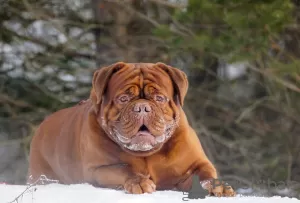 Photo №1. Mating service - breed: dogue de bordeaux. Price - negotiated