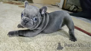 Additional photos: French bulldog puppies