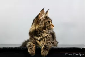 Photo №4. I will sell maine coon in the city of Murmansk. breeder - price - Negotiated