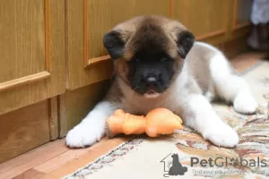 Photo №2 to announcement № 10012 for the sale of american akita - buy in Kazakhstan breeder