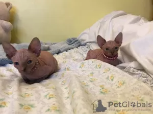 Additional photos: Sphynx kittens