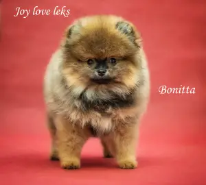 Photo №2 to announcement № 4236 for the sale of pomeranian - buy in Russian Federation from nursery