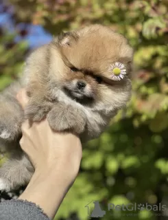 Additional photos: Gorgeous Pomeranian girl