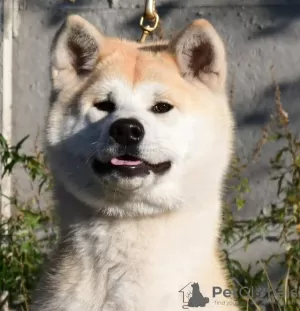 Photo №4. I will sell akita in the city of Cherkassky Bishkin. from nursery, breeder - price - negotiated