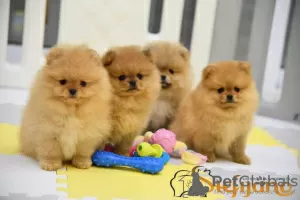 Photo №1. pomeranian - for sale in the city of Loznica | negotiated | Announcement № 84089