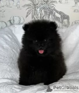 Photo №1. pomeranian - for sale in the city of Doha | negotiated | Announcement № 38563