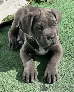 Photo №3. Cane Corso puppies. United States