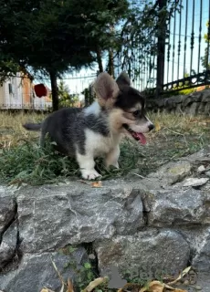 Photo №3. Welsh Corgi Pembroke puppies. Serbia