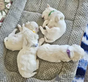 Additional photos: Maltese puppies 3 boys