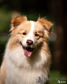 Additional photos: Border collie puppies, the smartest dog in the world