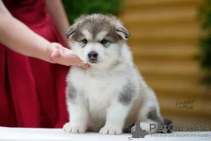 Additional photos: Alaskan Malamute puppies