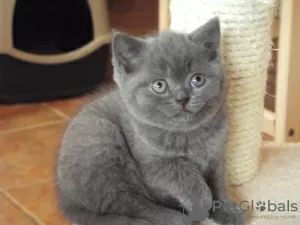 Photo №1. british shorthair - for sale in the city of Гамбург | Is free | Announcement № 103983