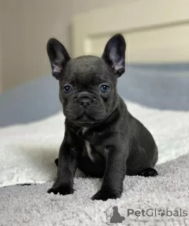 Photo №1. french bulldog - for sale in the city of Ljubljana | negotiated | Announcement № 127940