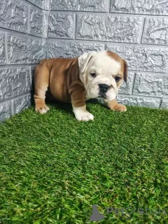 Additional photos: English bulldog