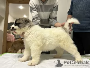 Additional photos: Caucasian Shepherd puppies