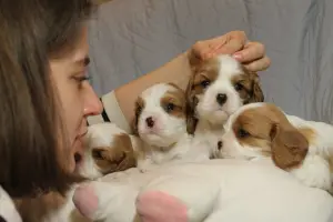 Photo №3. Cavalier King Charles Spaniel. Russian Federation