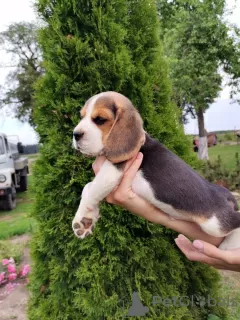 Photo №3. Beagle puppies for sale. Belarus