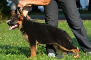 Additional photos: TSARI & GRANT German Shepherd Kennel offers puppies