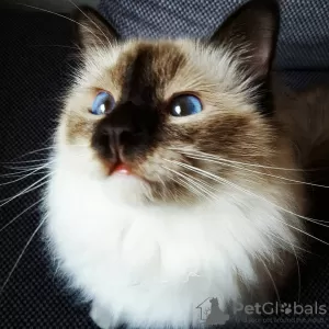 Photo №1. birman - for sale in the city of Sofia | 380$ | Announcement № 107917