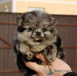 Additional photos: Pomeranian Spitz puppies