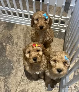 Additional photos: Small Breed Chunky F2 Cockapoo Puppies