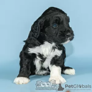 Photo №4. I will sell portuguese water dog in the city of Evora. breeder - price - negotiated