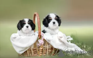 Photo №2 to announcement № 100617 for the sale of cavalier king charles spaniel - buy in Belarus from nursery