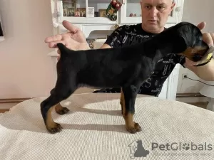 Photo №1. dobermann - for sale in the city of Novi Bečej | negotiated | Announcement № 84848