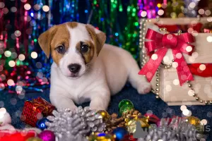 Additional photos: Jack Russell Terrier puppy