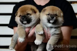 Photo №3. Handsome Shiba Inu boy. Belarus