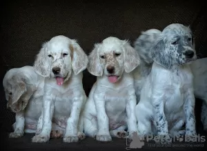 Additional photos: English Setter puppies