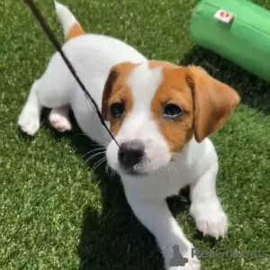 Photo №1. jack russell terrier - for sale in the city of Sarajevo | negotiated | Announcement № 119848