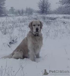 Photo №1. golden retriever - for sale in the city of Zaporizhia | 500$ | Announcement № 78615