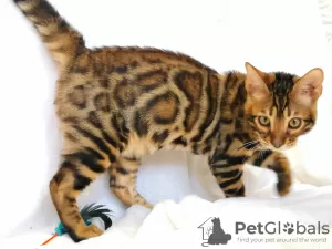 Photo №3. Bengal kittens. Belarus