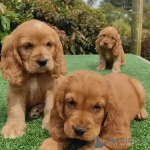 Photo №1. english cocker spaniel - for sale in the city of Toulouse | 423$ | Announcement № 31688