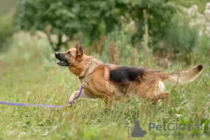 Photo №3. Bona is waiting for her family at the shelter.... Russian Federation